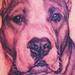 tattoo galleries/ - Pitbull Portrait Tattoo